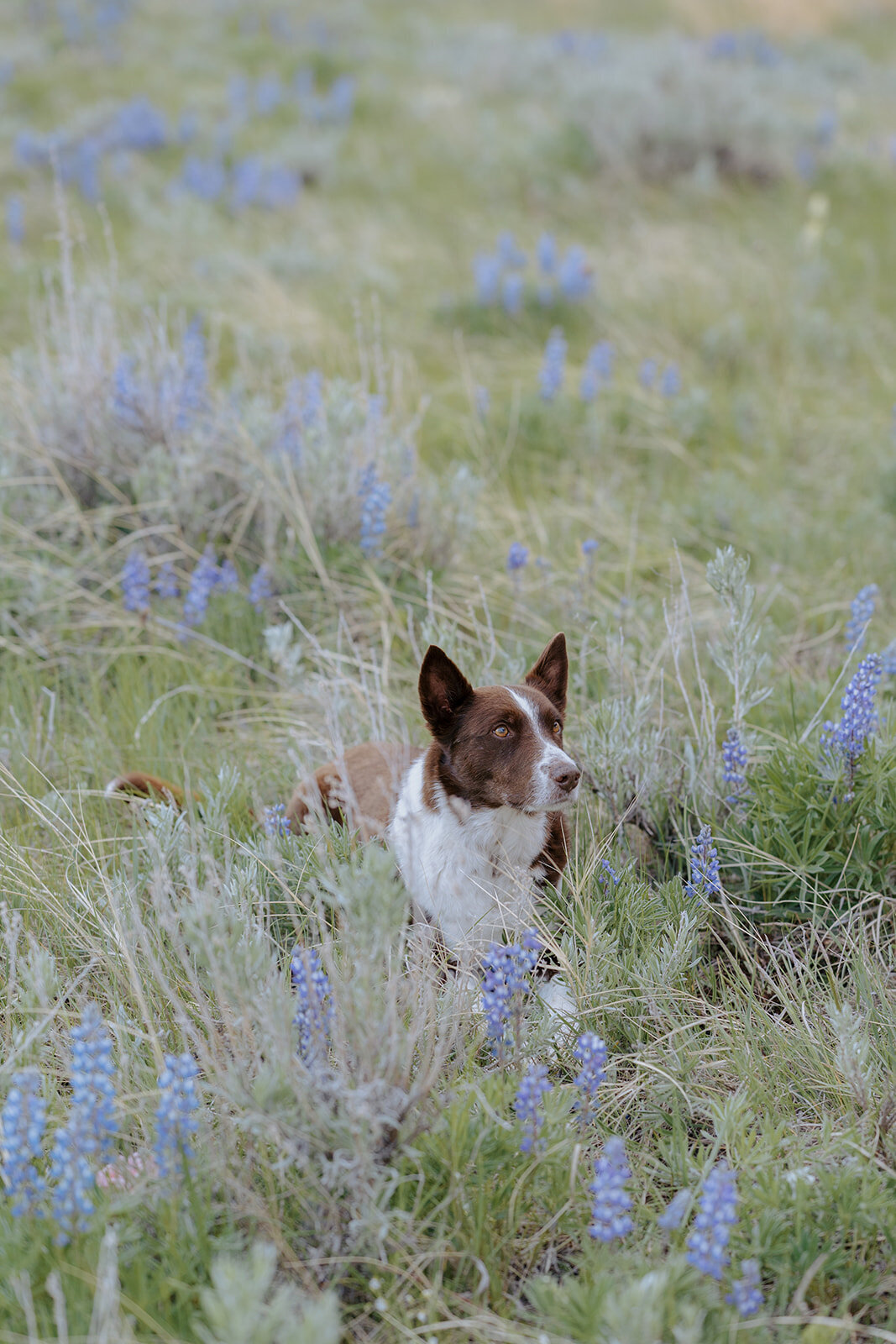 Carly-Patrick-Sheridan-Wyoming-Elopement-346