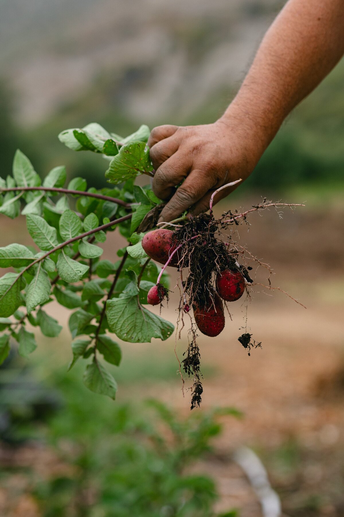 Leap-Lab-Science-Farm-Ventura-California-Santa-Paula-Non-Profit-0015