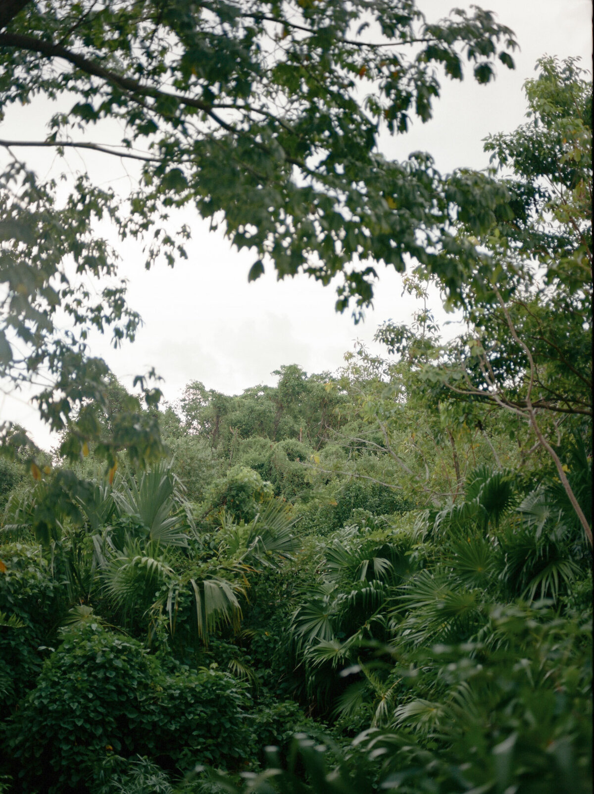 lush jungle greenery, tropical plants at Melia resort in Mexico