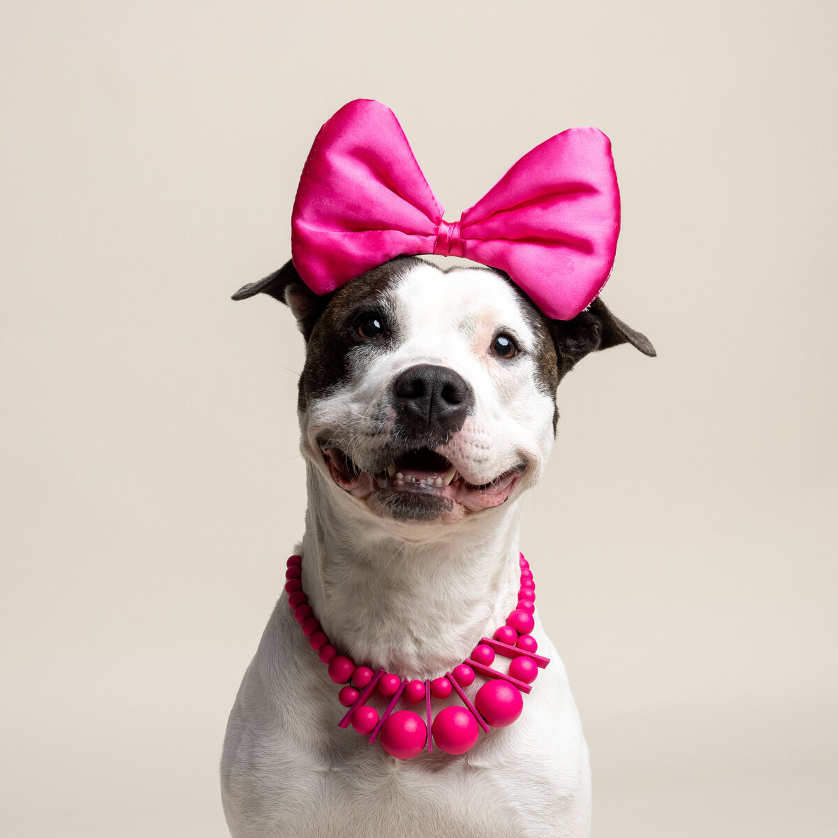 Pet photos studio Cleveland Ohio-4
