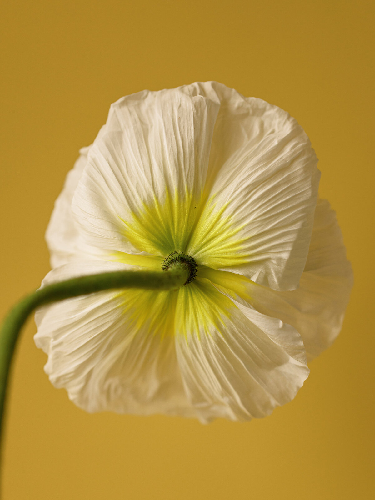 Sarah Bradshaw Editorial & Commercial photograph 0066