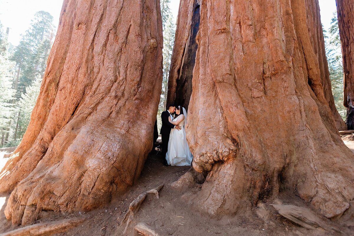 The bride and groom stand in between two large Sequoia trees and kiss.