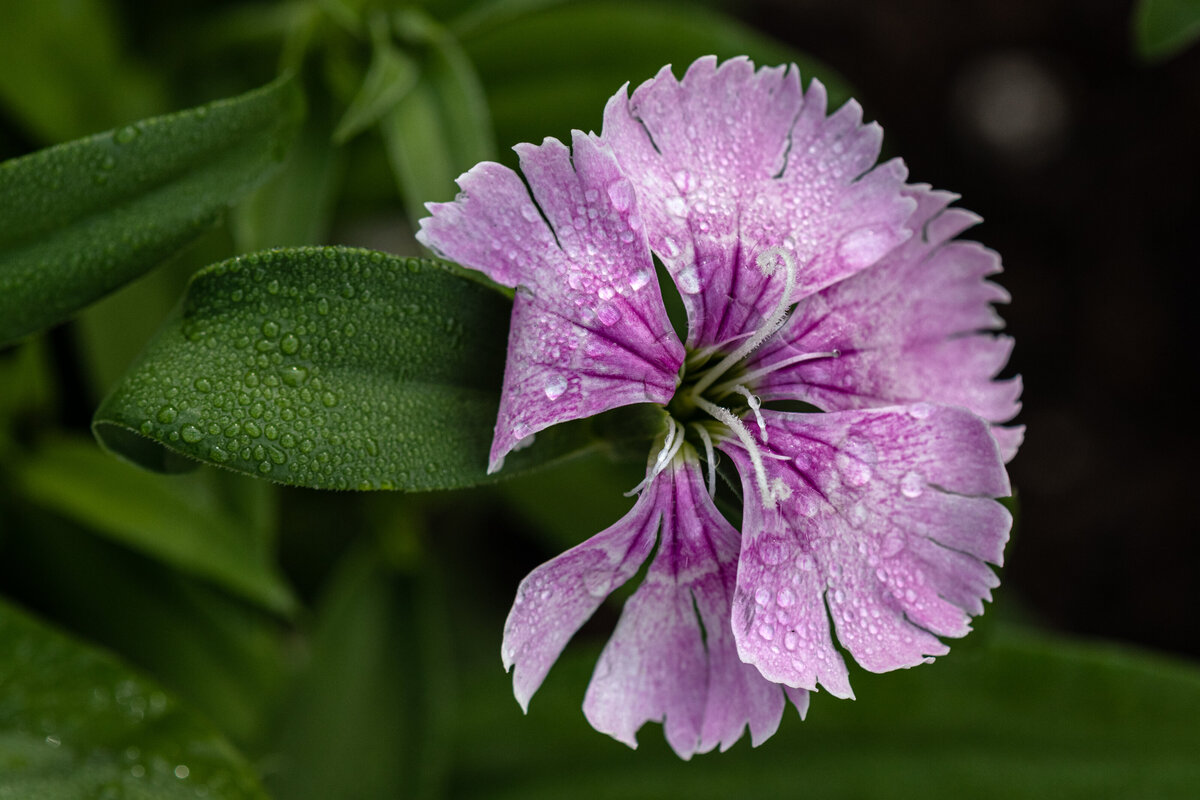 dianthus_purple_0587