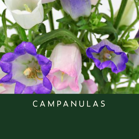 Campanulas