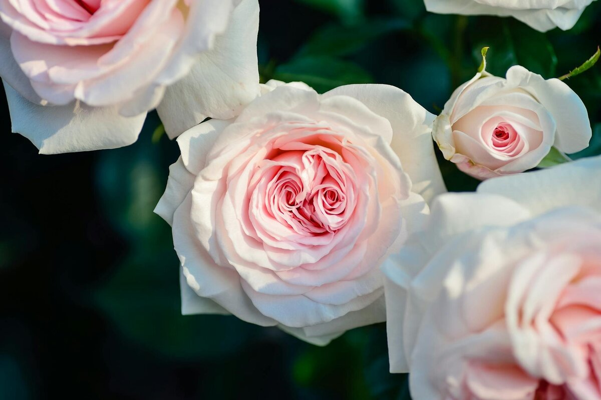 pale-pink-roses
