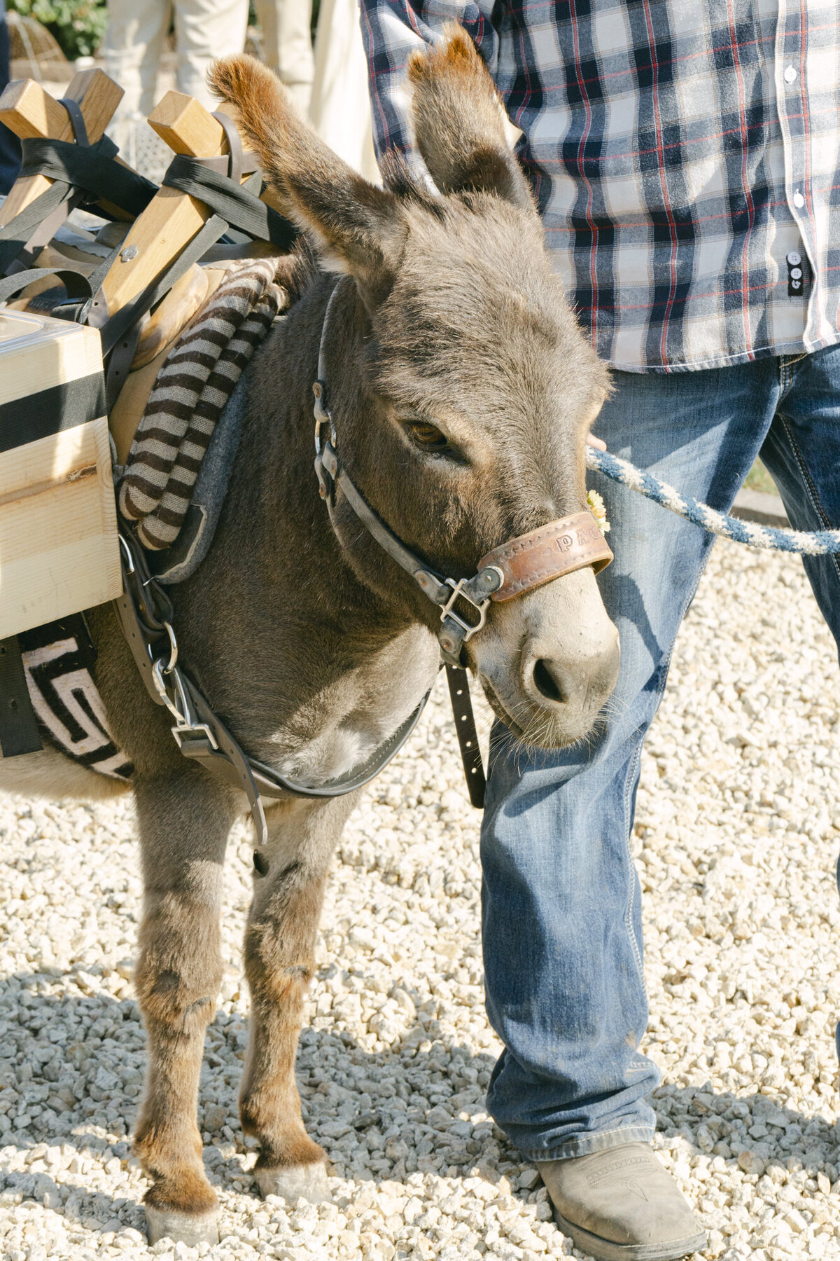 PERRUCCIPHOTO_CARMEL_VALLEY_RANCH_WEDDING_142