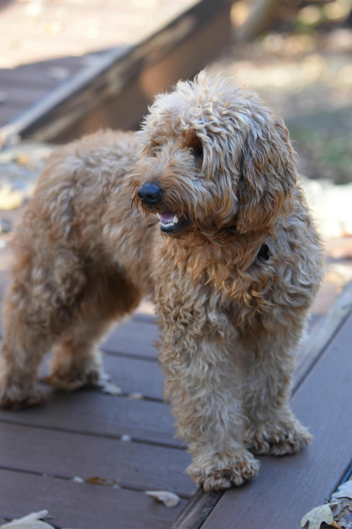 img-ingoodpawsconcierge (13)