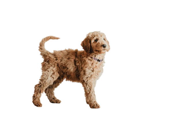 Standing Red Apricot Moyen Poodle Puppy standing