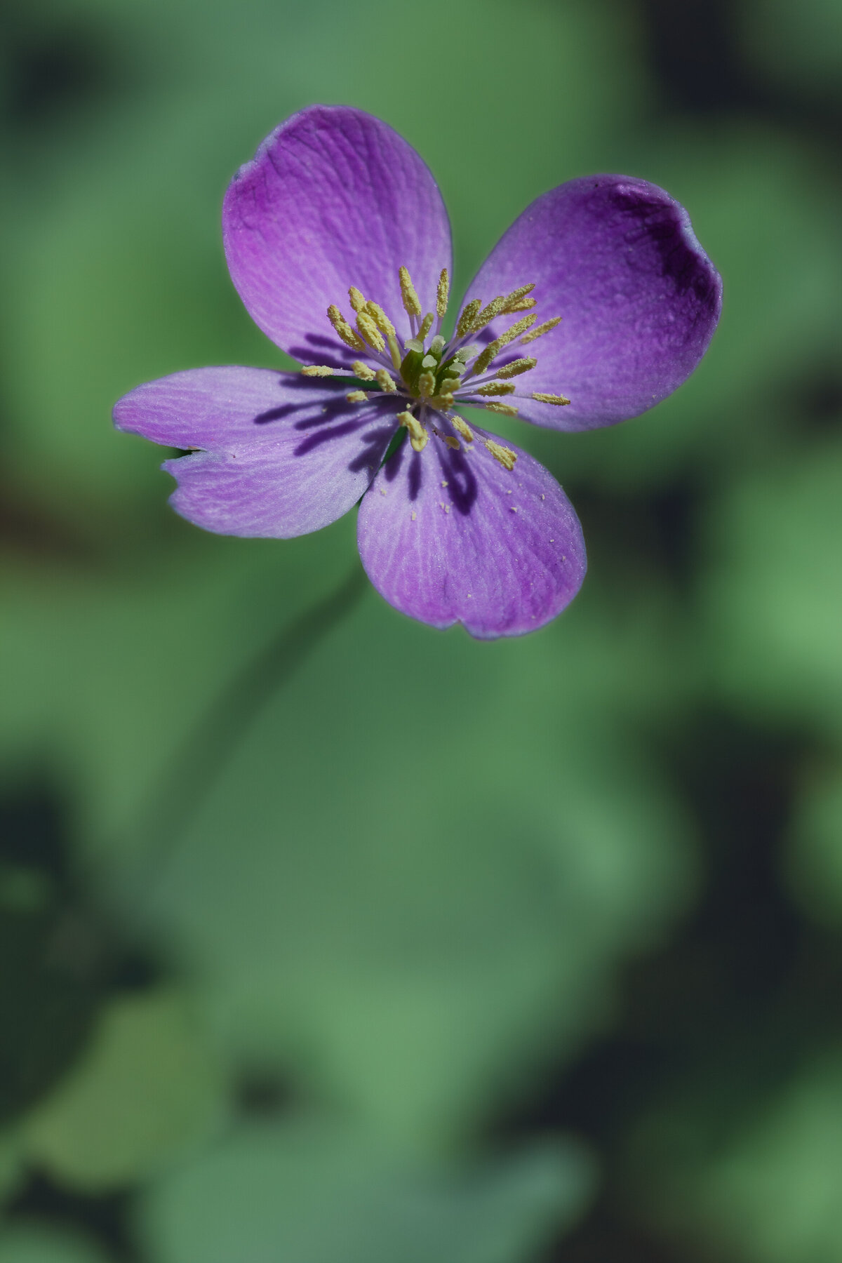 flower_purple_9755_C1