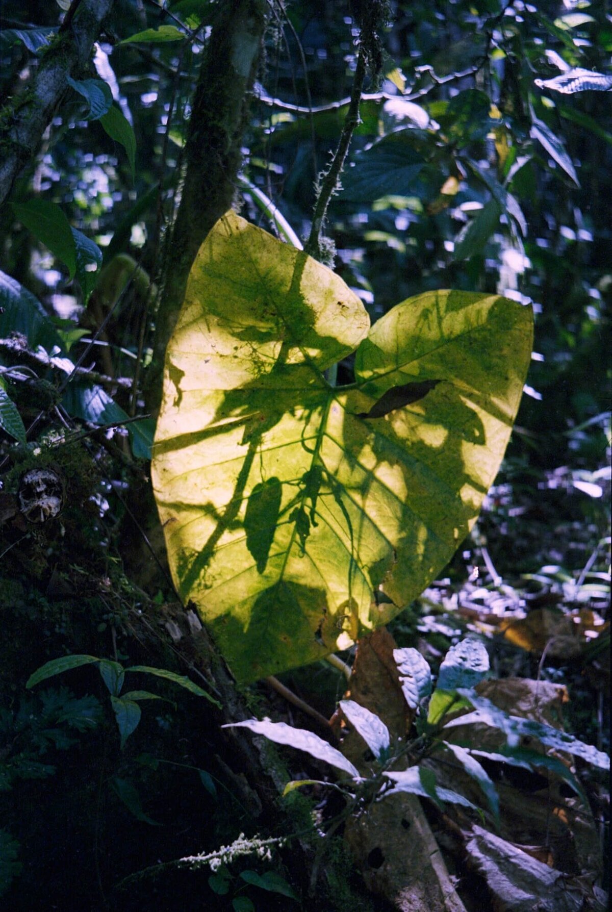 Blad_Jungle
