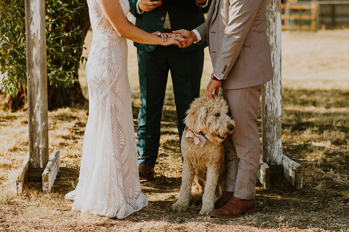 Colorado wedding dog ringbearer