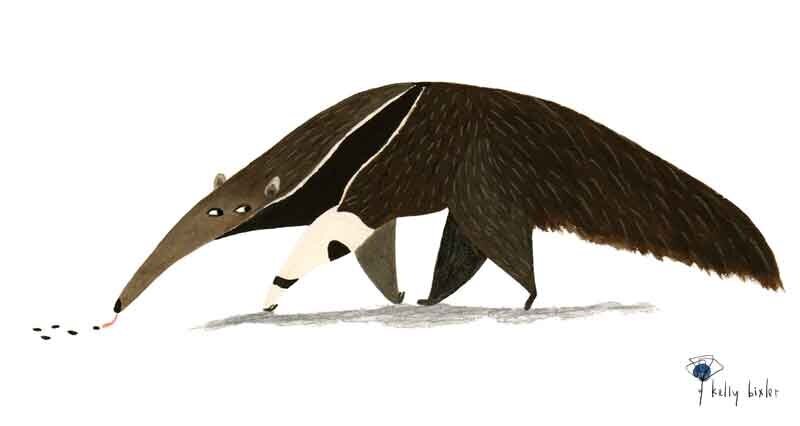 anteater-final