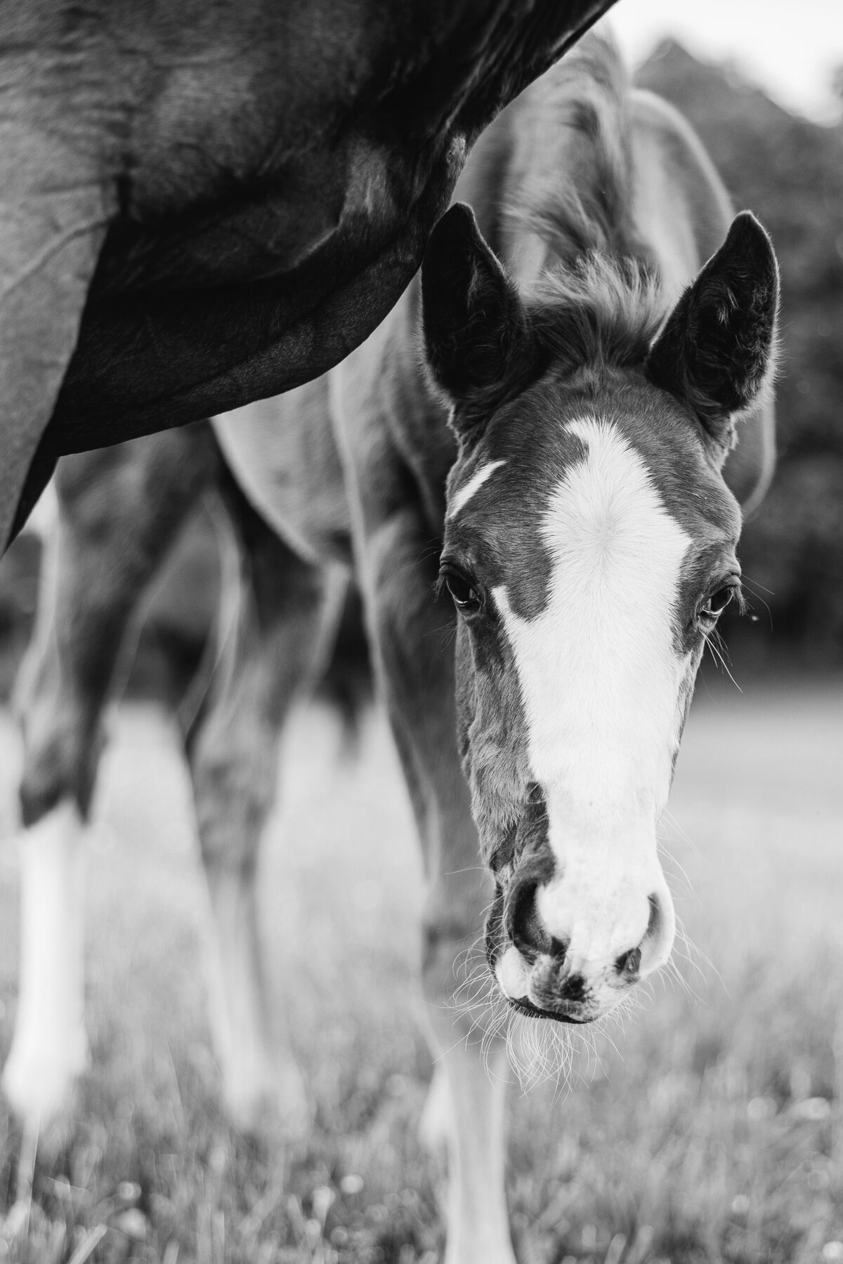 Saratoga-horse-photographer-370