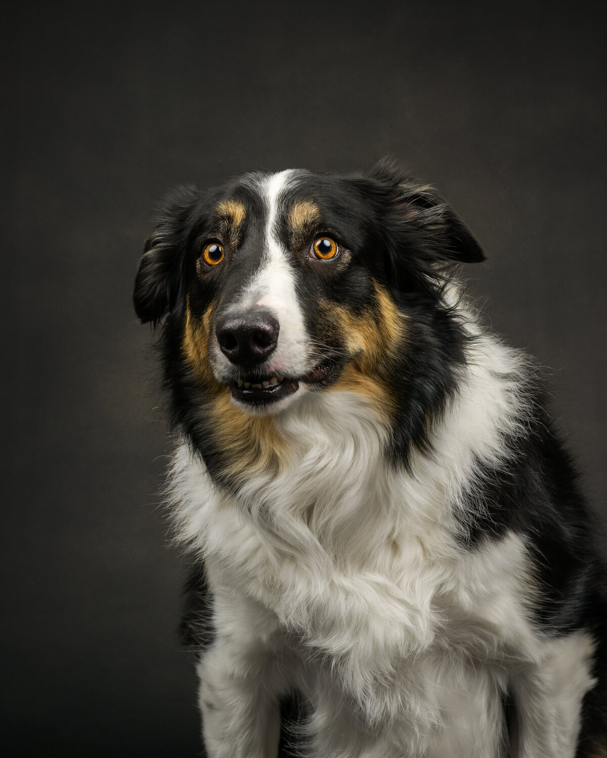 Pets-through-the-Lens-Photography-Vancouver—Lifestyle-Studio-Dog-Photography