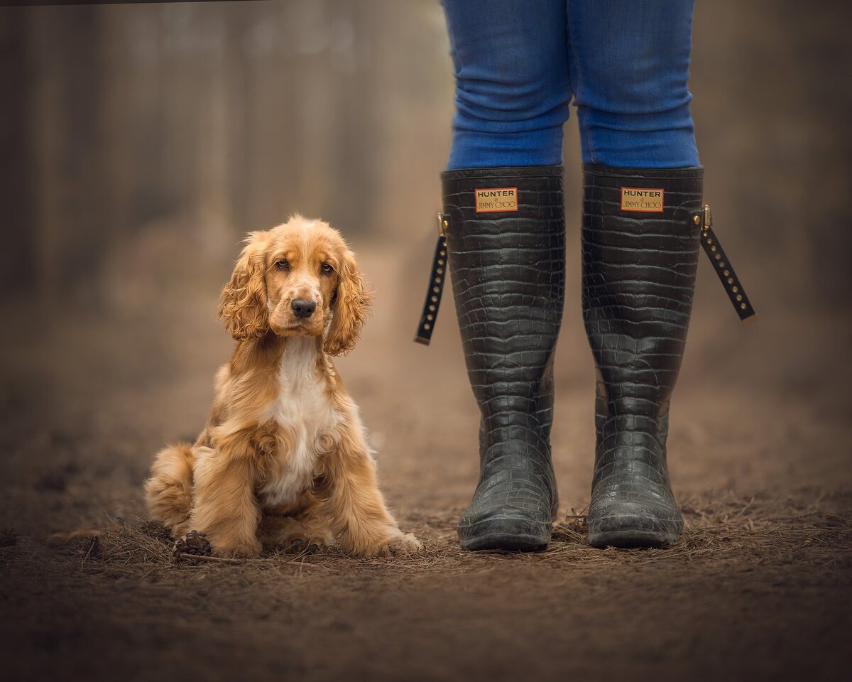 Waveney-forest-dog-walk-fritton-norfolk
