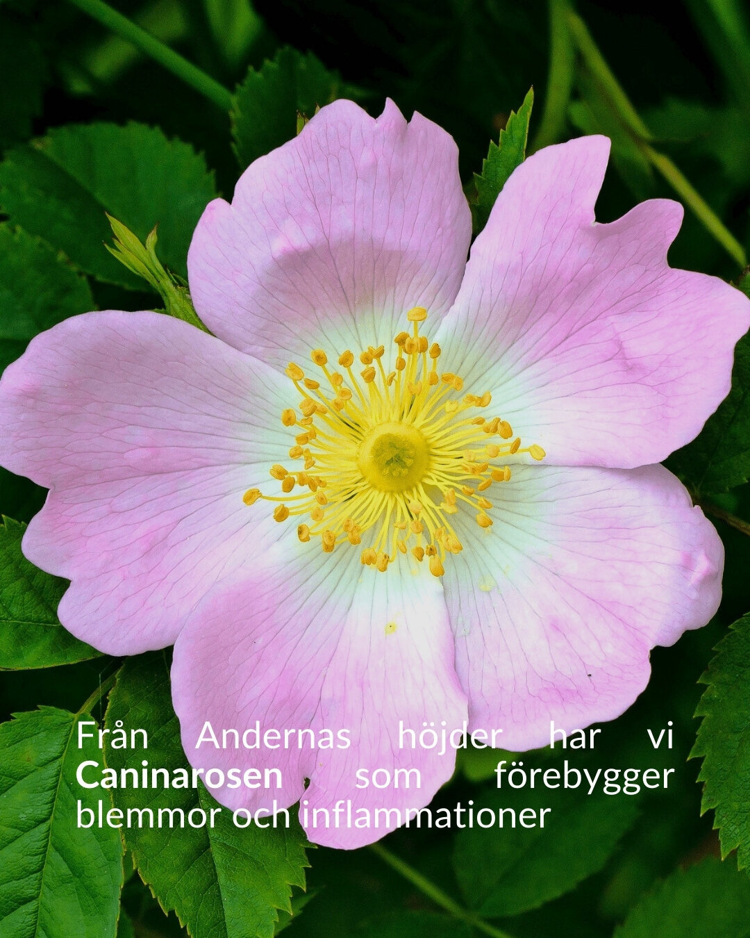 Den Svarta Baccara-rosen, symboliserar varaktig passion. Dess sammetslena svarta kronblad ger skydd och mjukhet. (9)