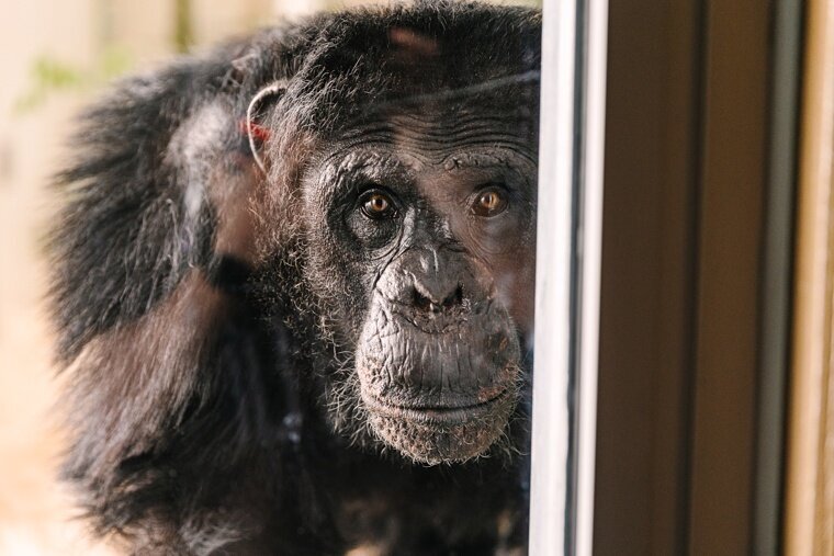Chimps-7