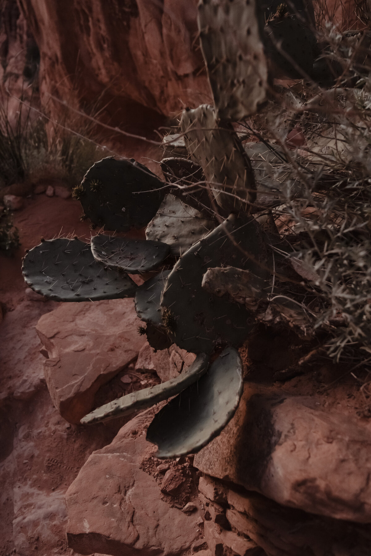 Groom wiping tears during vows at Cathedral Rock Sedona taken by Kollar Photography