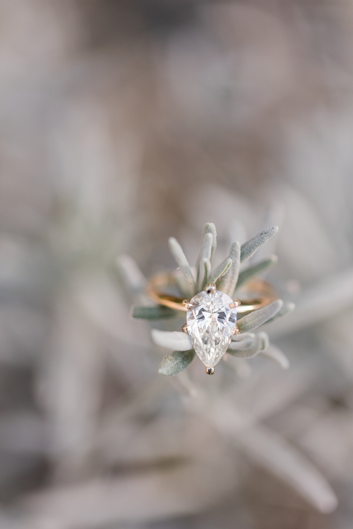 Jennifer B Photography-Bill & Shanin's Engagement Session-Sandhills Gardens and Pinrhurst NC-2020-0140