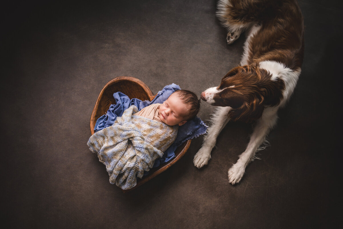 Newborn and family dog — heartfelt luxury newborn photography in Sausalito