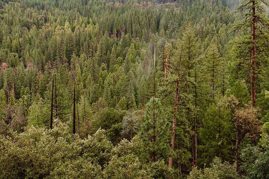 Yosemite-National-Park-California-Elopement-5