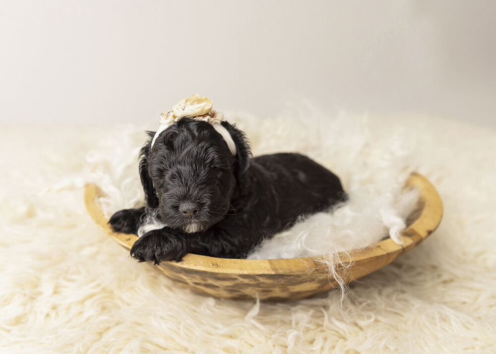 PETS_PUPPYBLACKCAVOODLE