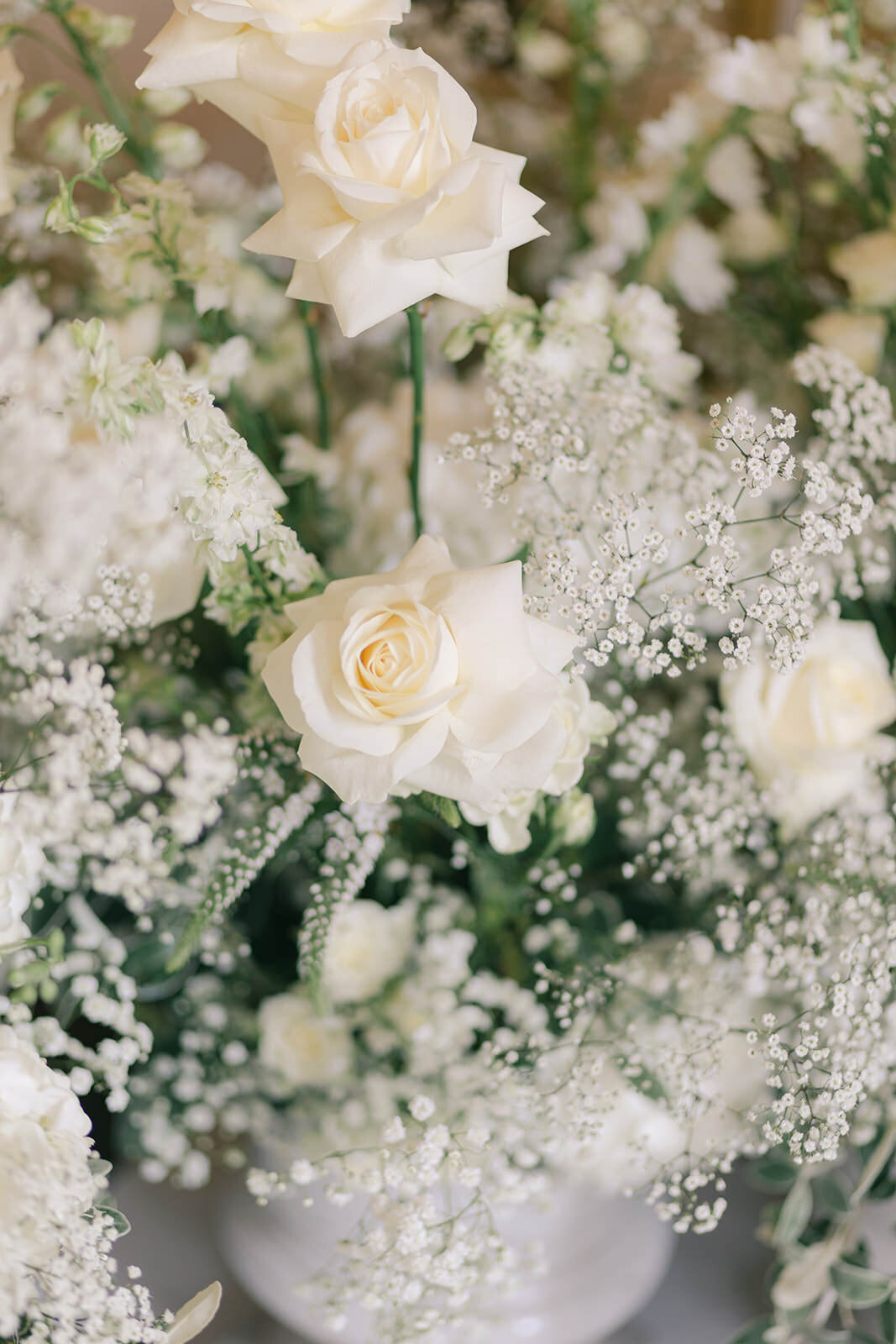 white and frothy flowers