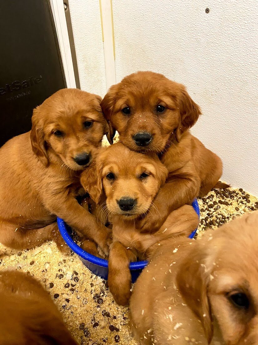 Appelgate-golden-retriever-puppies-63