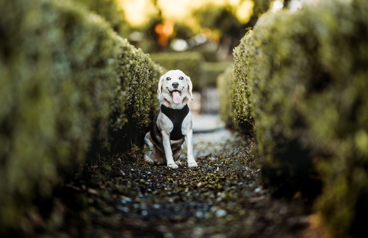beagle photo