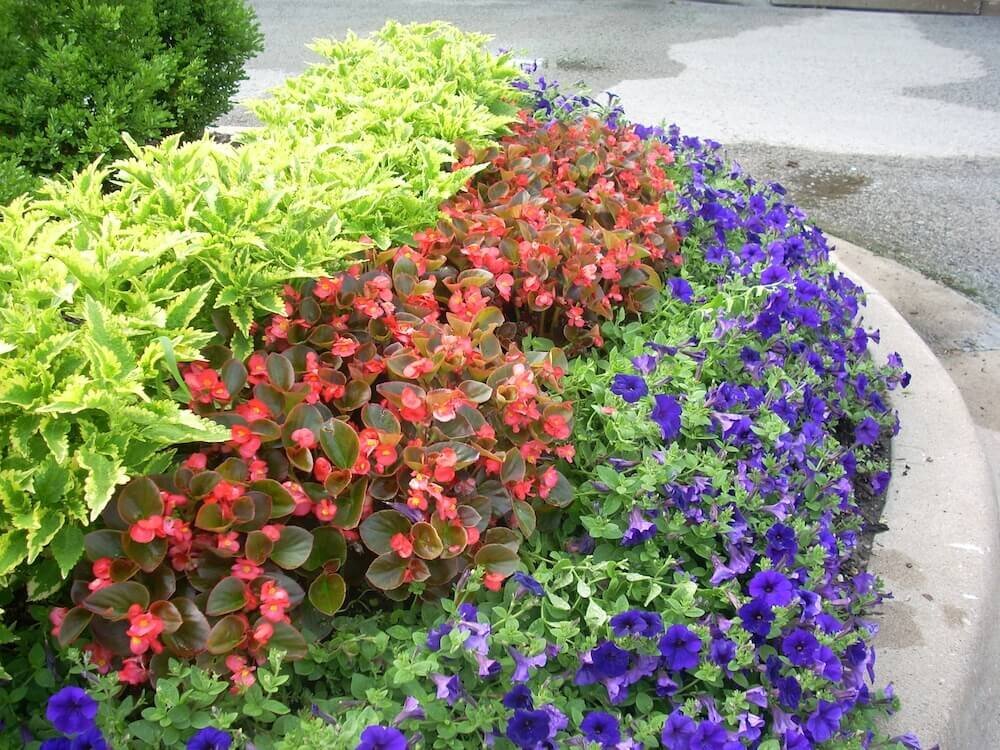 Commercial landscape company project in Kansas City: seasonal flowers showcase