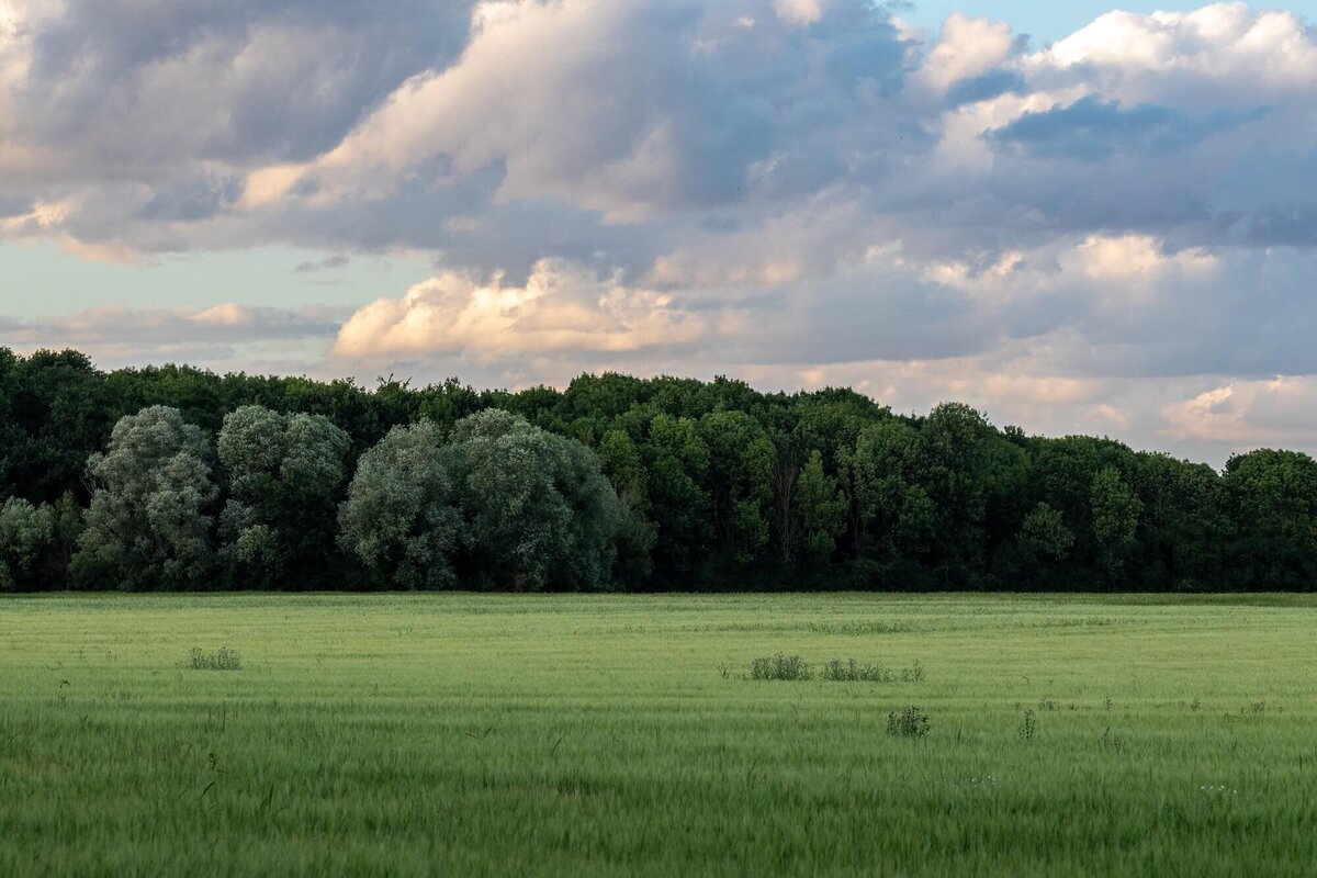 Champ avec une forêt en fond et un ciel nuageux