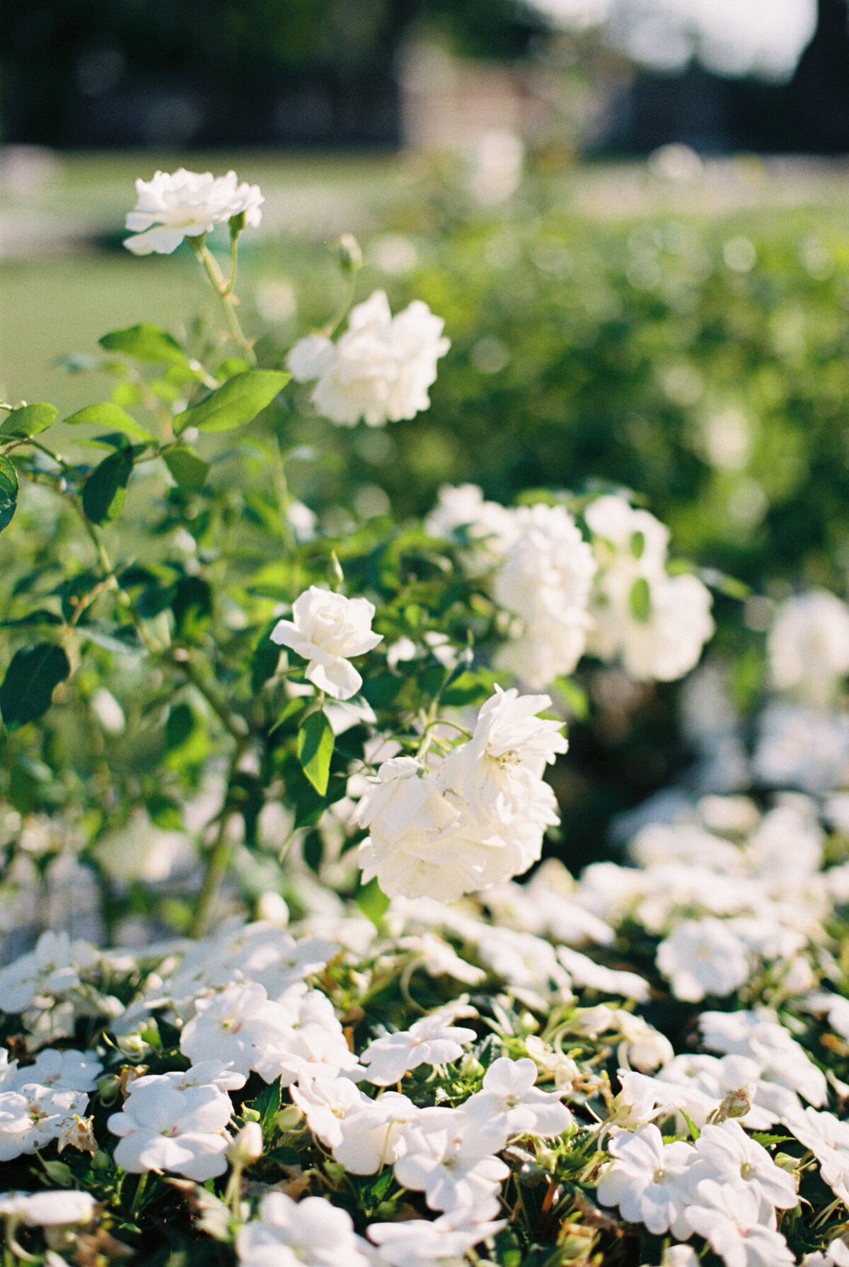 luxury-chicago-wedding-armour-house-photographer-film-hayley-moore-photography-121