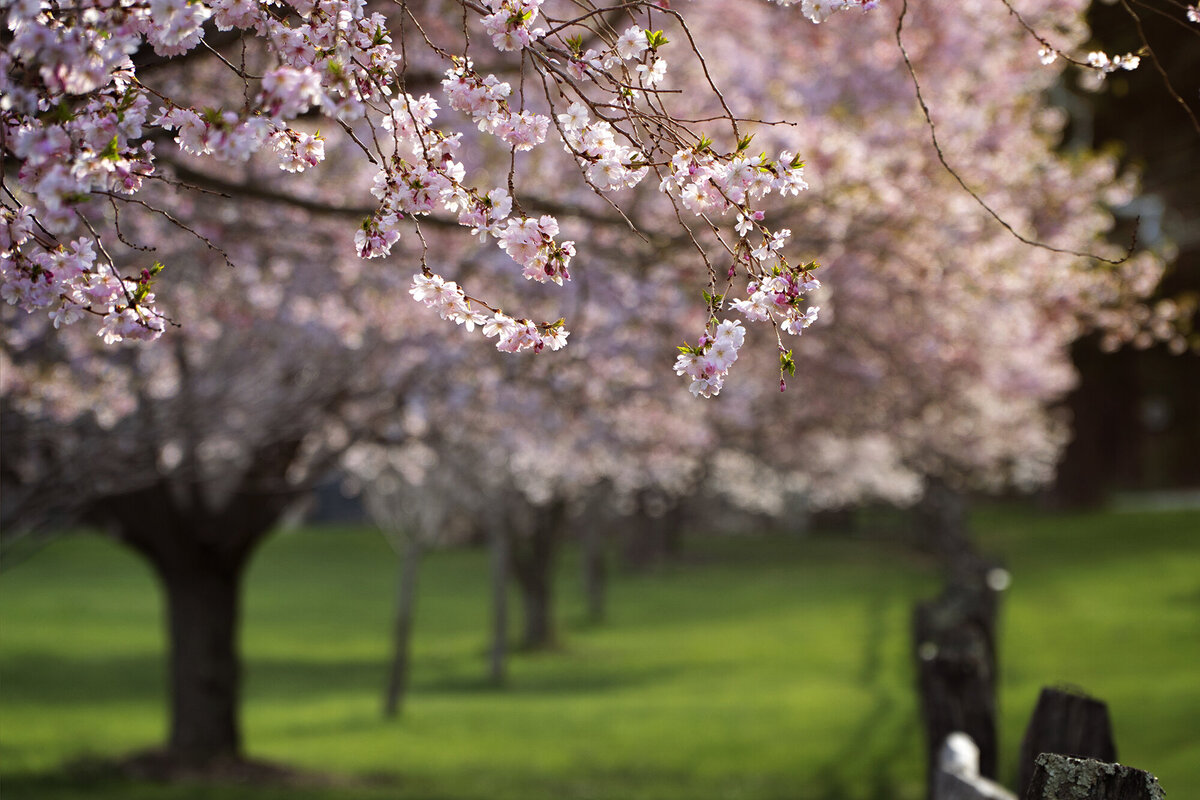 Roadside_Dogwoods_web
