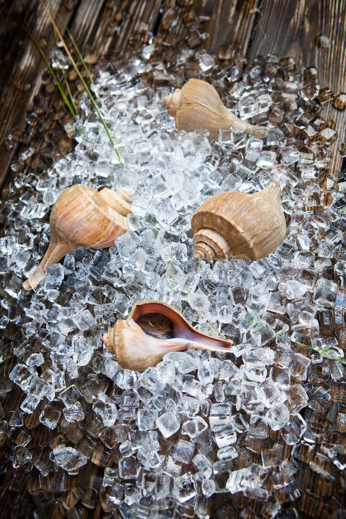 Lay-Flat-Muscles-Ice-Sea-Grass-Product-Photography-Seafood-Sales-Company-Branding