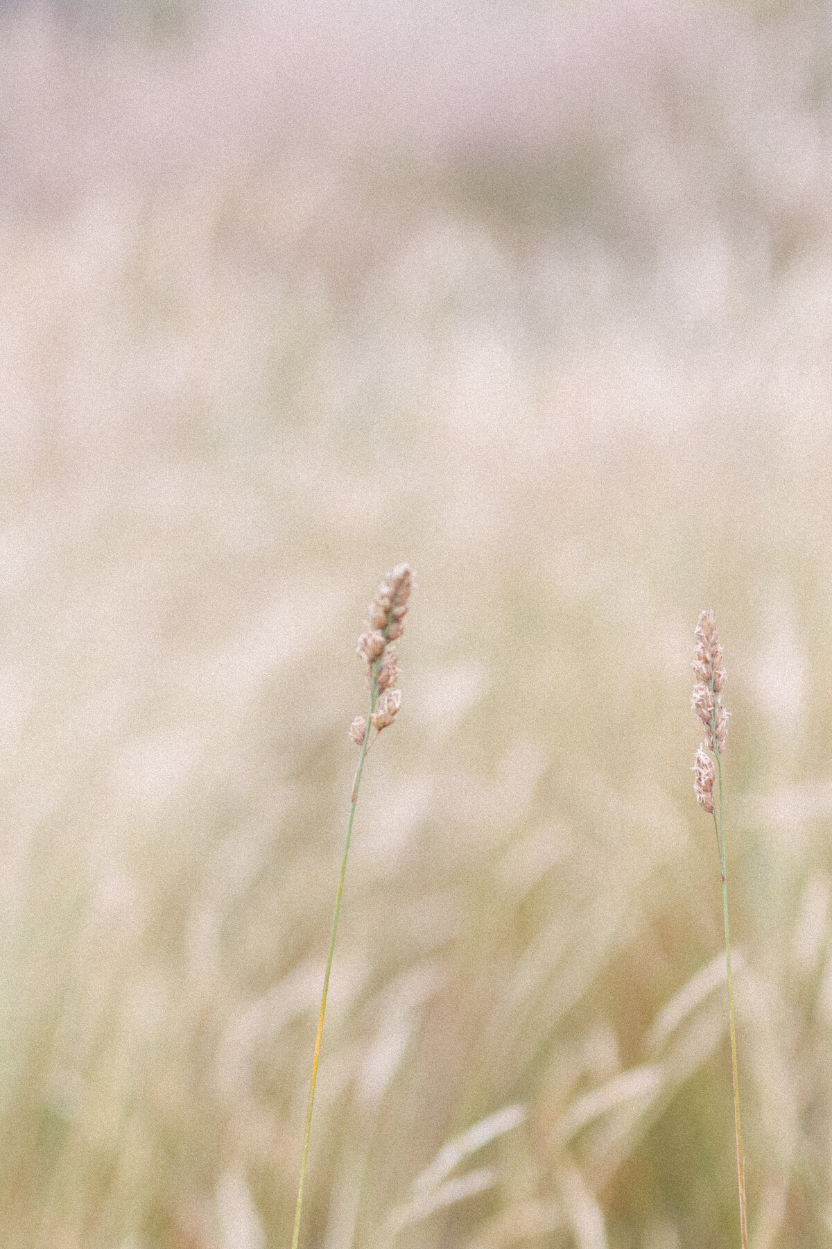 Emily Loeppke_Sea Ranch editorial 07.06.22-8415