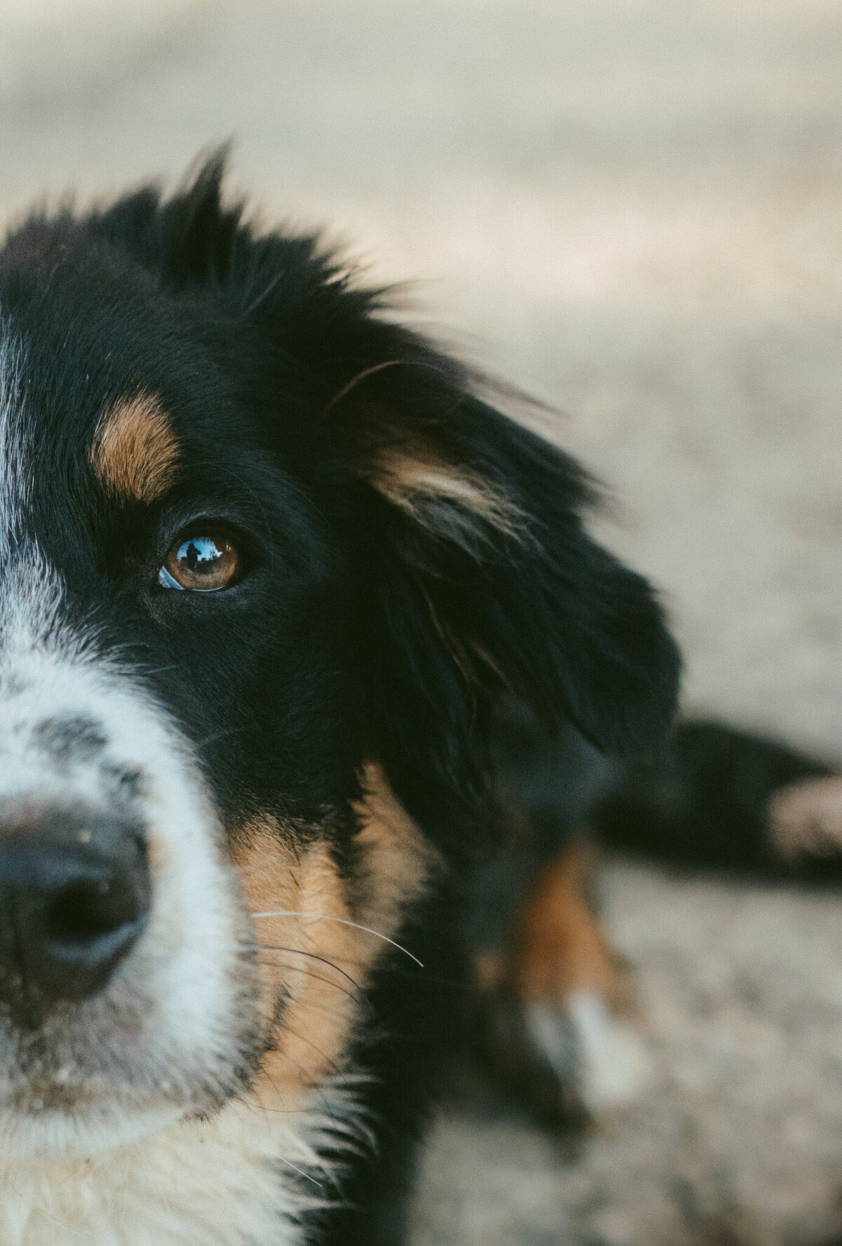 Elis-Fotografie-Hundefotografin-Solothurn-Tiefotografin-Biel-Paarfotos Solothurn-Hochzeitsfotograf-Bern104