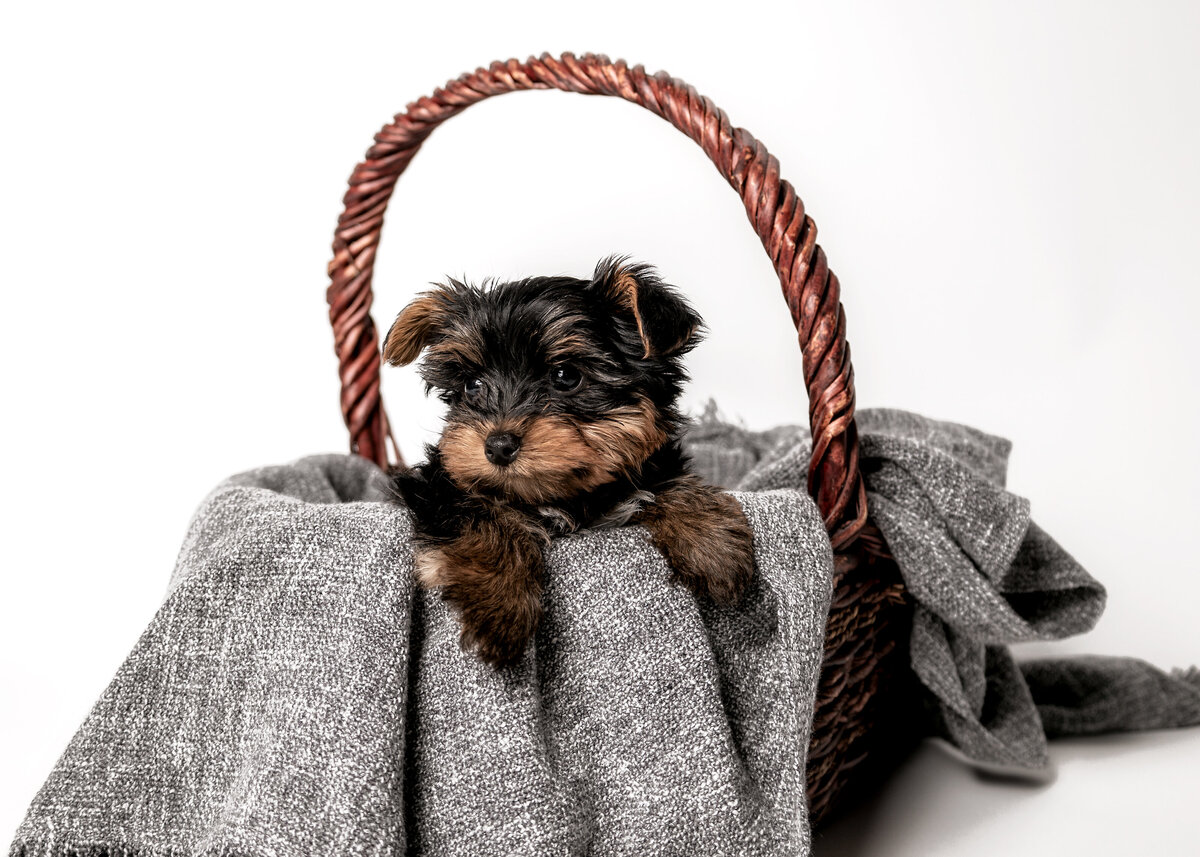 yorkie puppy stares off as he sits in a basket