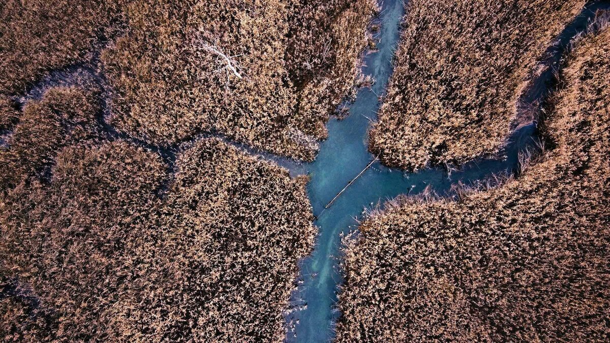 Abstrakte Luftaufnahme von Wasserläufen im Schilfgebiet – kreative Perspektive auf die Natur, aufgenommen vom Fotograf Atelier Schulte – Spezialist für außergewöhnliche Landschaftsfotografie in Österreich.