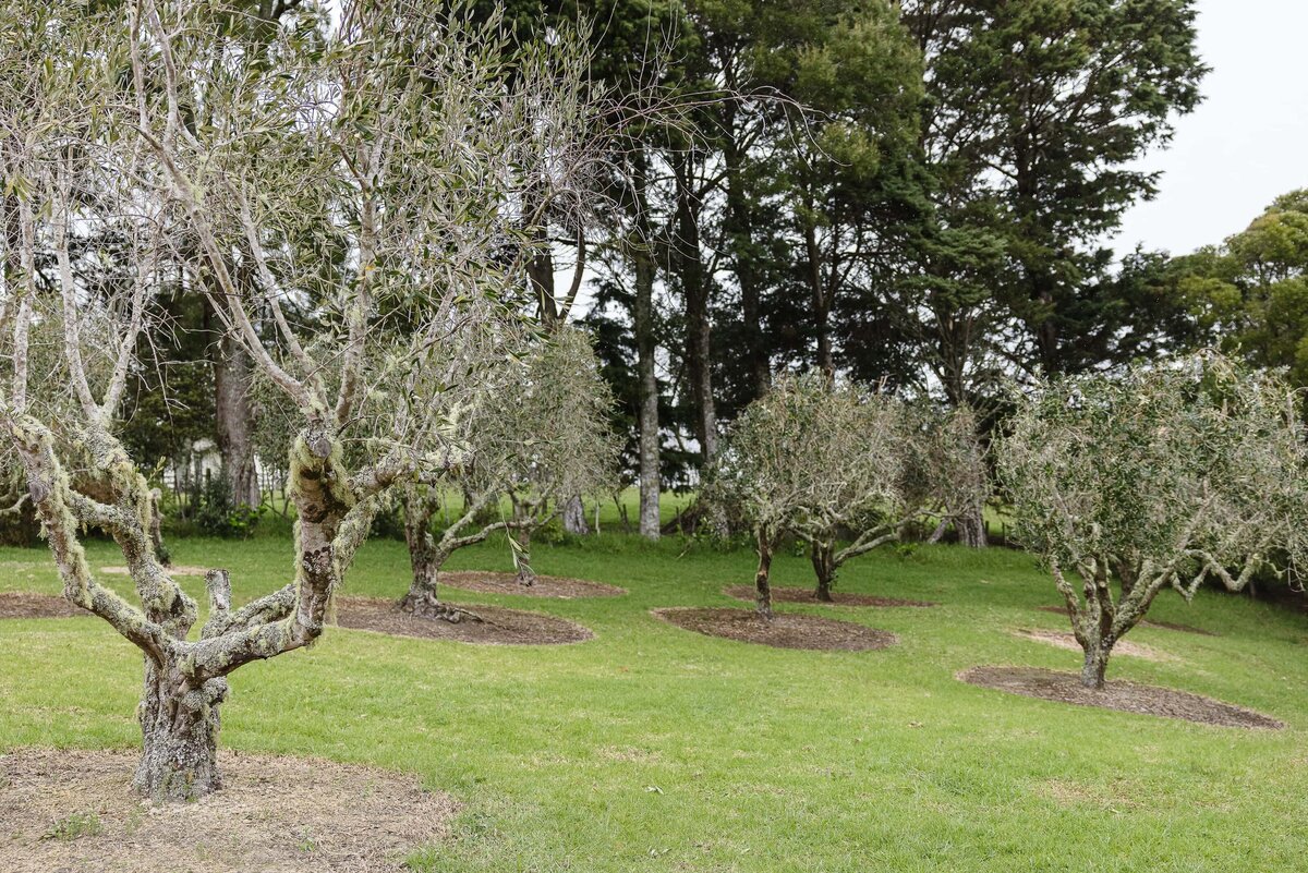 dharma-door-olive-grove-editorial-photo-auckland-021