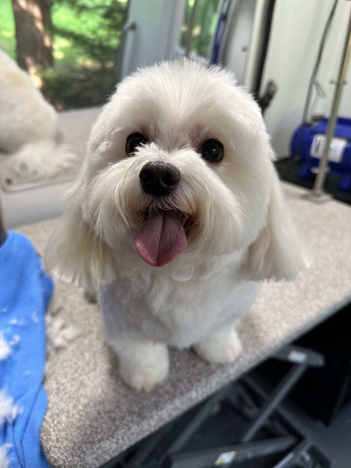 PupscoutsMobileGrooming8