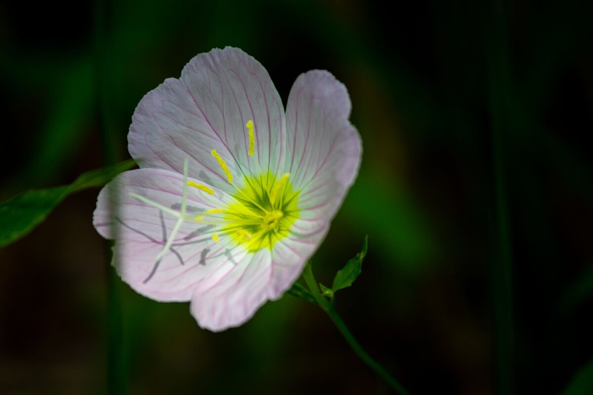 Pink_Flower-0b2b2624-2500