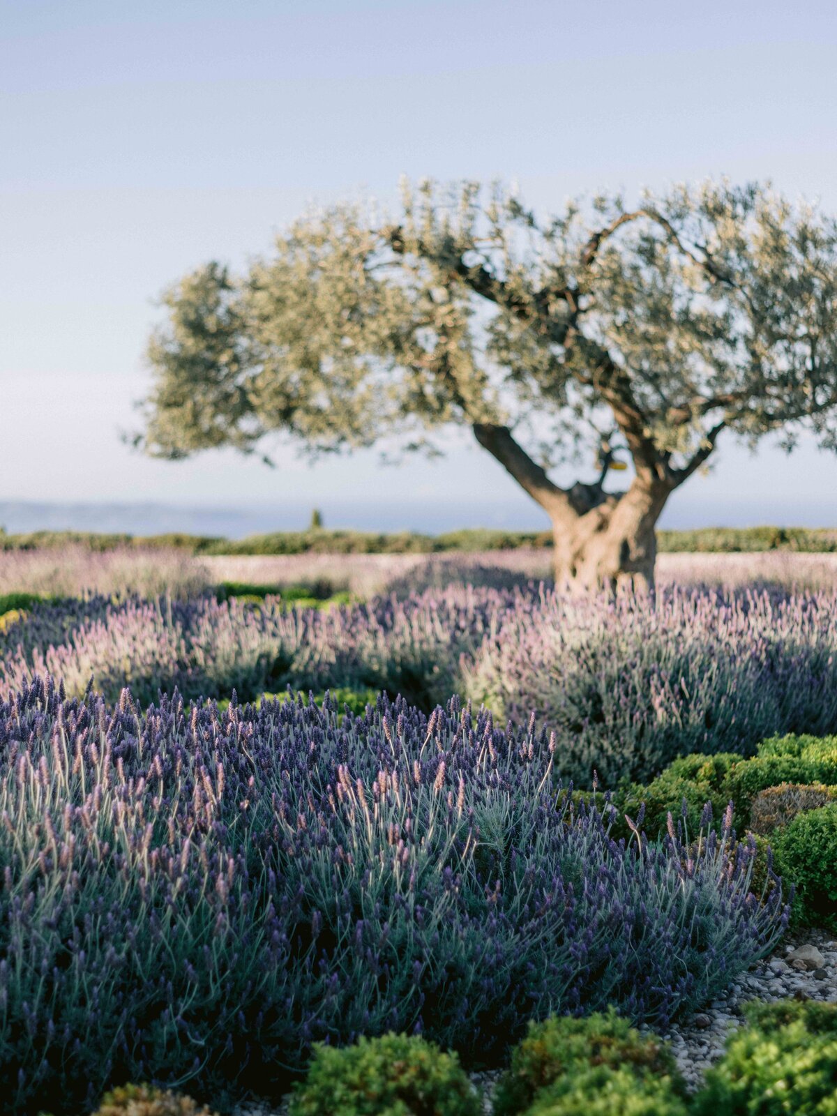 Lavender Fields