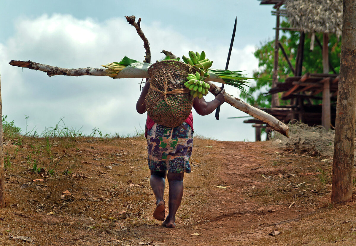 Harvester returns from  gathering firewood, bananas, and chunga palm leaves