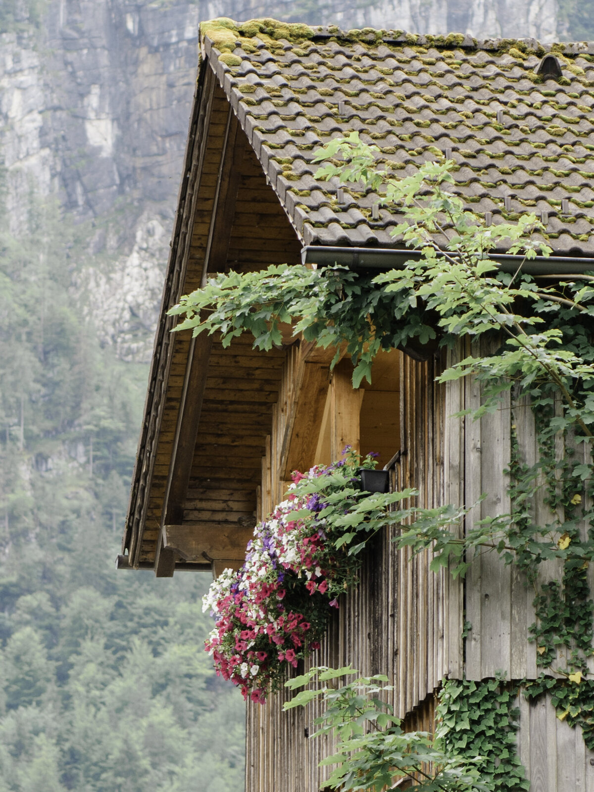 austriaflowers