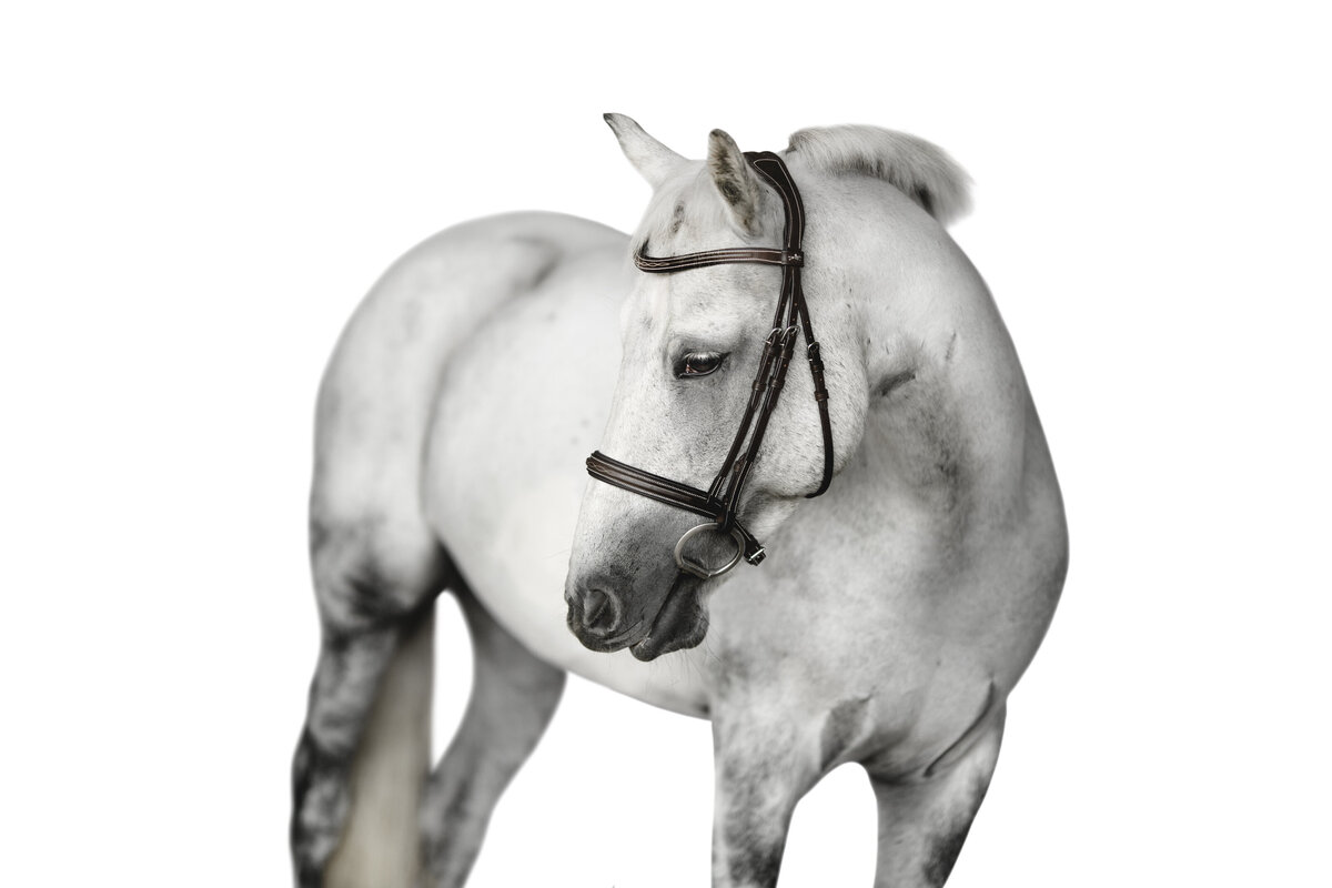 white background horse equine photographer in boerne, texas