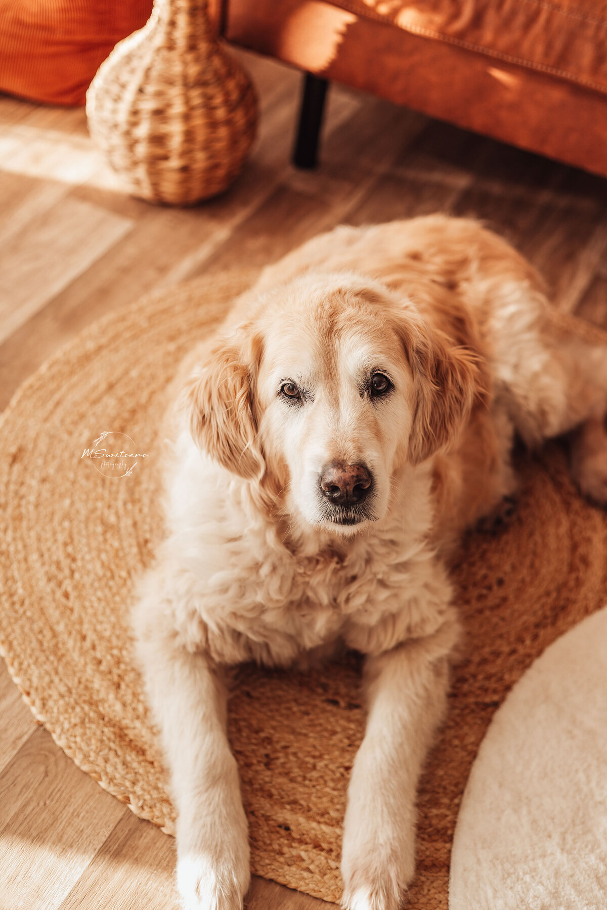 Oude golden retriever op een rotan mat in de daglichtstudio tijdens een hondenfotoshoot met MSwitsersphotography als hondenfotografe