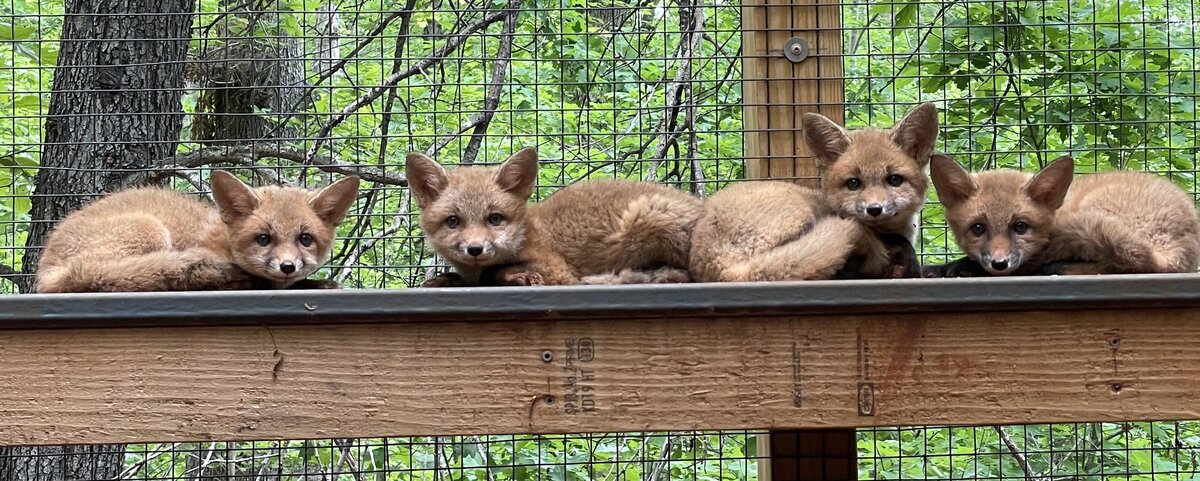 fox kits on ramp
