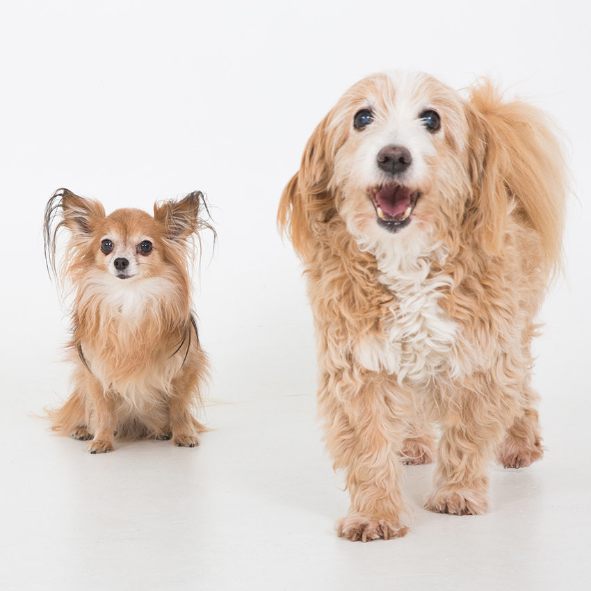 portretfotografie-dieren-04