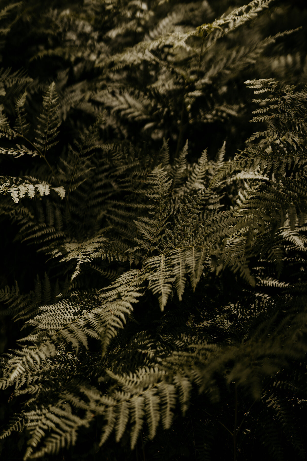 TheBohemia_AlleCalle_Sneakpeek-009