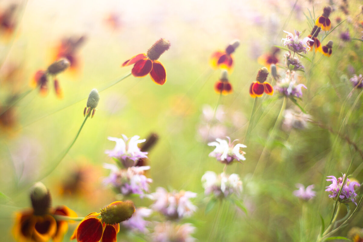 fine_art_photographer _178